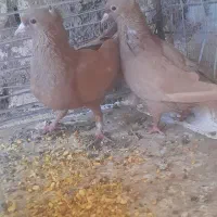 زرد