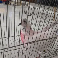 کبوتر تهرانی