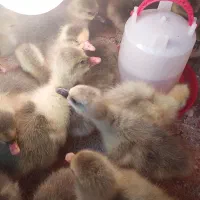 قاز دانه ای 420