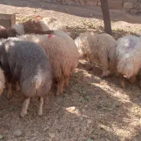 ۱۰ عدد بره نر خوشتیپ بفروش میرسد جفتی ۲۳۵۰۰|حیوانات مزرعه|پلدختر, |دیوار
