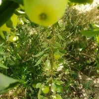 باغ سیب