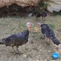 بوقلمون|پرنده|کبودرآهنگ, |دیوار