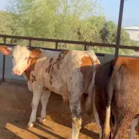 فروش گوساله سیمنتال خالص نژاد بالا پرواری و داشتی|حیوانات مزرعه|شیراز, آزادی|دیوار