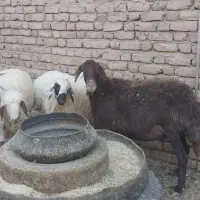 بره میش بزغاله