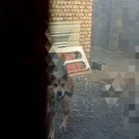 سگ خراسانی سرابی اصیل