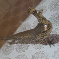 ققنوس برنزی