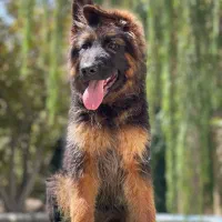 فروش توله ژرمن بلک و دورنگ اصیل