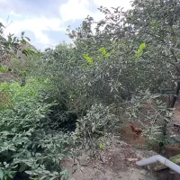 ویلا420متری/باسندتک برگ|فروش خانه و ویلا|فریدون‌کنار, |دیوار