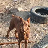 توله دوبرمن اصیل|سگ|مشهد, سجاد شهر|دیوار