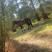 اسب نریان|اسب و تجهیزات اسب‌سواری|جیرفت, |دیوار