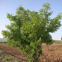 کشاورزی طرح  امیرالمومنین