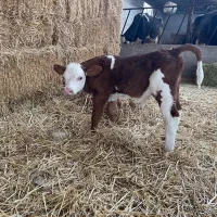 فروش گوساله پرواری