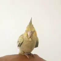 عروس هلندی سرلاکی