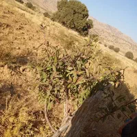 اجاره زمین|اجارهٔ دفتر صنعتی، کشاورزی، تجاری|همایجان, |دیوار