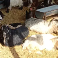 بز نر|حیوانات مزرعه|اندیمشک, |دیوار