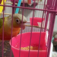 گرین چیک اناناسی رد