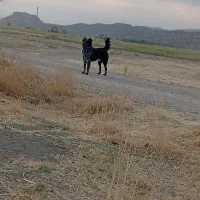 سگ گله فروشی|سگ|لردگان, |دیوار