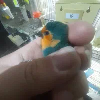 فنچ طوطیوار ماده آماده. گلدین|پرنده|پاکدشت, شهرک امام رضا|دیوار