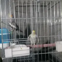 عروس هلندی|پرنده|بیرجند, |دیوار