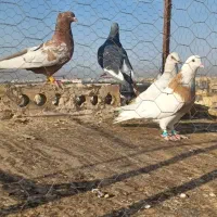 کفتر