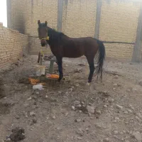 اسب دره شور