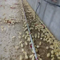 دعوت به شراکت در مرغداری گوشتی