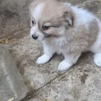 سگ پاکوتاه