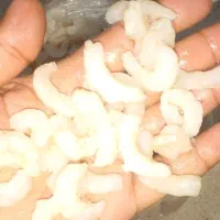 میگو سرتیز بزرگ