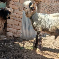 یک عدد شیشک قوچ بفروش میرسد