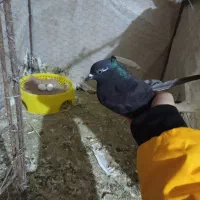 دم سفید ۱۶ دم|پرنده|مینودشت, |دیوار