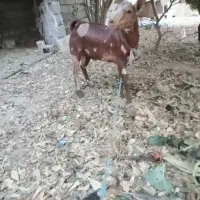 بز شکالی نر|حیوانات مزرعه|بندر گناوه, |دیوار