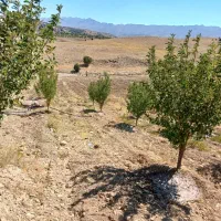 فروش باغ درمحدوده بنرود