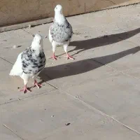 طوقی هفت رنگ زرین الماس خوشرنگ