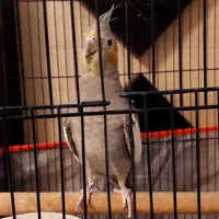 عروس هلندی|پرنده|مشهد, ولیعصر (شهرک غرب)|دیوار