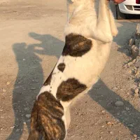 واگذاری سگ نگهبان