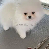 دنیای سگ پامر خرسی.پوم اصیل