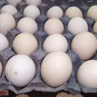 تخم مرغ محلی اصل