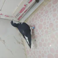 شهری|پرنده|شیراز, کرونی(خاتونک)|دیوار