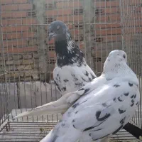 تعدادی کبوتر تهرانی یجا|پرنده|بومهن, |دیوار