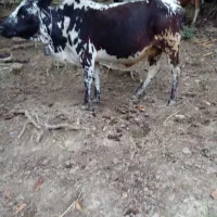 گاو بدون گوساله