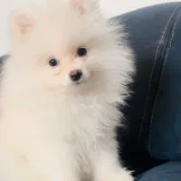 سگ نژاد پامر خرسی