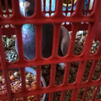 کبوتر|پرنده|دهگلان, |دیوار