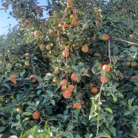 خانه ویلایی