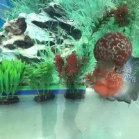 فلاور وارداتی کامفا و رد دراگون بیگ هد|ماهی|تهران, مولوی|دیوار