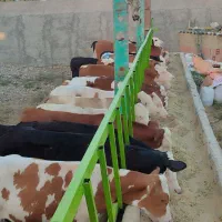 فروش ویژه گوساله سیمینتال جنس درجه یک