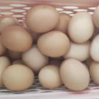 تخم مرغ رسمی|خوردنی و آشامیدنی|قم, شهرک فاطمیه|دیوار