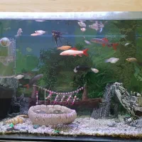 آکواریوم ۱ متری