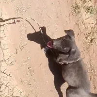 توله پژدر