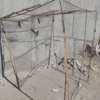 قفسه کفتر