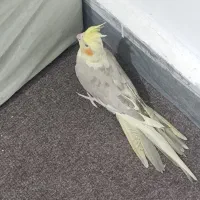 عروس هلندی ماده|پرنده|شهریار, شهرک بهاران (ویره)|دیوار